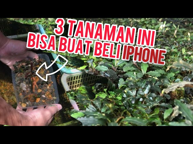 CRAZY‼️ Biggest Bucephalandra Farm in CENTRAL KALIMANTAN BORNEO