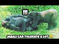 Ringo goes all out biting — patient Jabali endures 😄林戈拼命咬,呷百二默默忍耐