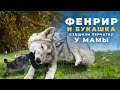 Фенрир и Букашка стащили у мамы перчатку