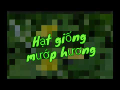 Hạt giống mướp