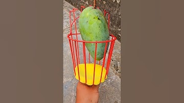 Giỏ hái trái cây dụng cụ giật hái trái cây hoa quả trên cao tiện lợi.