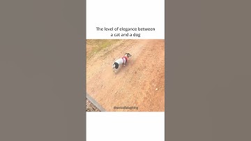 Clipto AI video downloader The cat just said 💅 #viral #shorts #cute