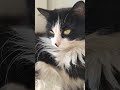 Cat Cute Kospikkk Kitten Catvideos Catlover Catvideo Cutecats Cats Catshorts кот котики