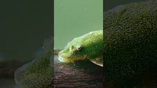 Green Otocinclus ?