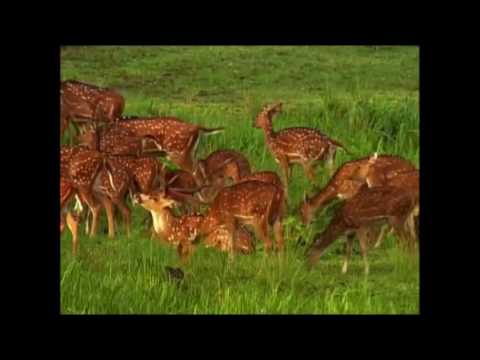 კვებითი ჯაჭვი