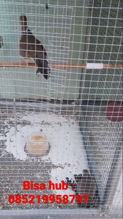 Perkutut katuranggan semar lungguh asli di kota ngawi