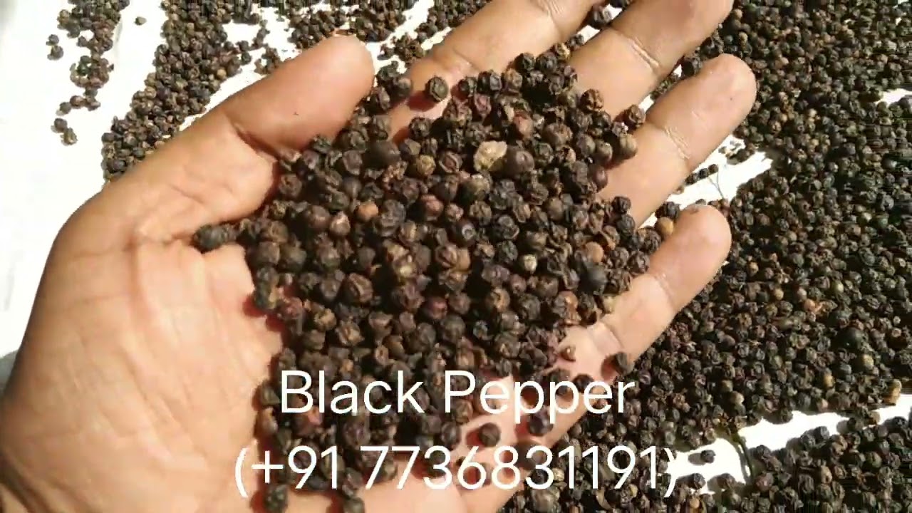 Black Pepper wholesale price YouTube