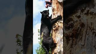 Jaw Dropping Power From Neron The Jaguar