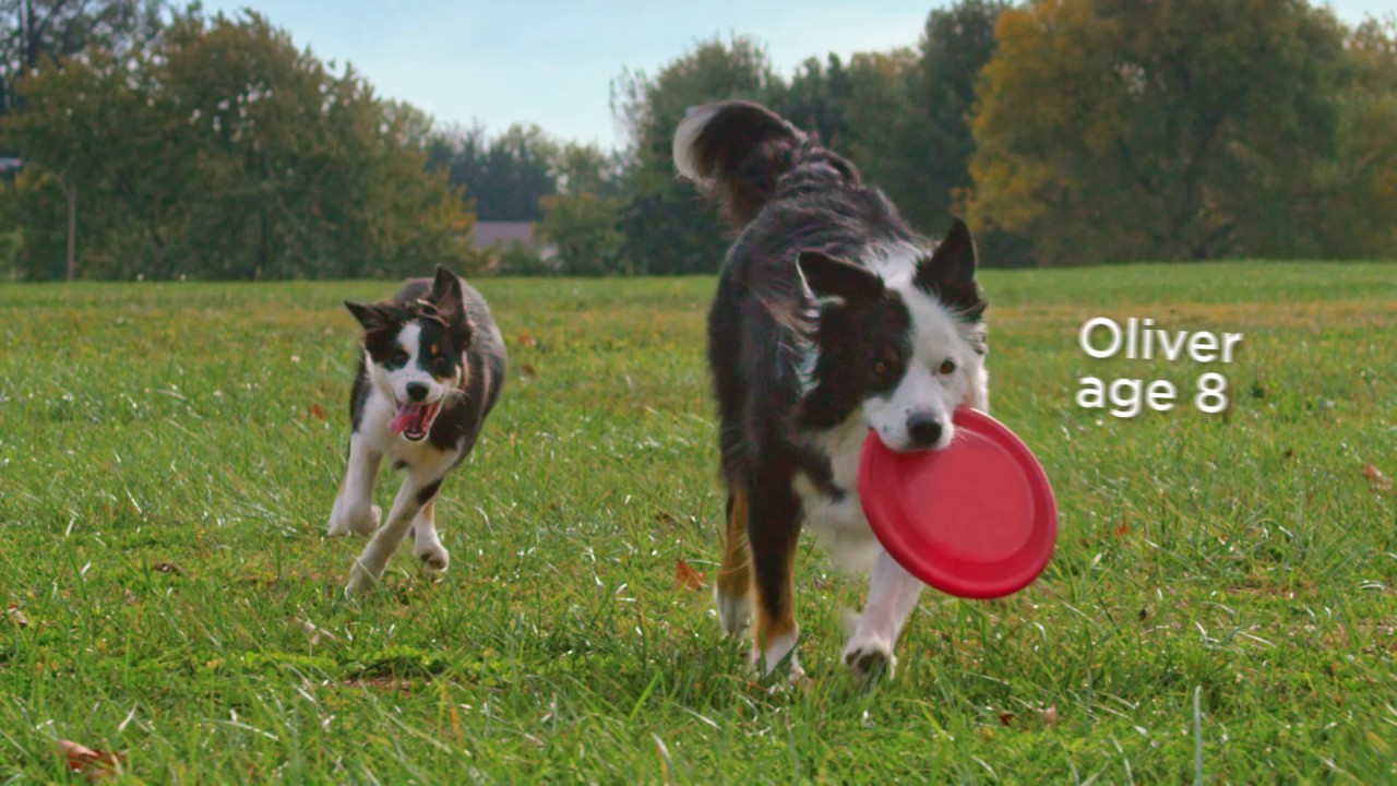 old cat losing weight Hill's™ UK & IE Science Plan™ Youthful Vitality for dogs 7+