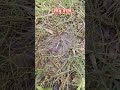 Bengla comedy video #faltucomedy #comedy #funny #comedyfilms #comedymovies #faltushow #funvideo