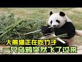 大熊猫正在吃竹子，一只乌鸦突然飞了过来，下一秒忍住别笑！