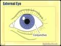 Ophthalmology Lecture - Eye Anatomy Part 1