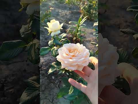 Роза Аваланж Пич (чайно-гибридная) / ОКС, видео 2