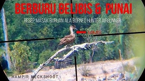 Berburu punai & belibis, resep masak buruan ala borneo hunter airgunner