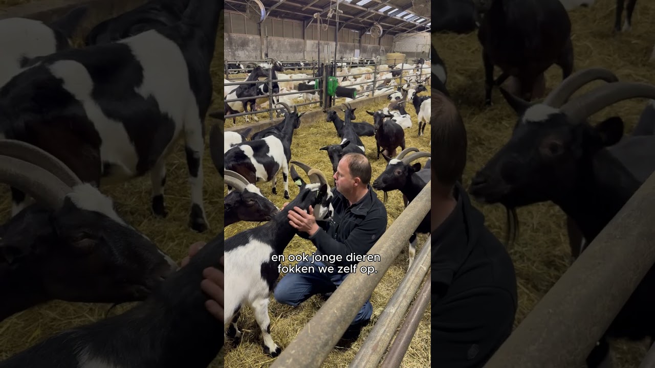 🐐 Op zoek naar biologische geitenproducten, rechtstreeks van de boer?