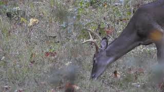 Hunting with Dad : Deer Season 2019 - Early November