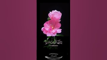 صباح الخير💕 اجمل حالات واتس اب مقاطع قصيره💕 قران كريم ان الله وملائكته يصلون على النبي💕 بدون حقوق