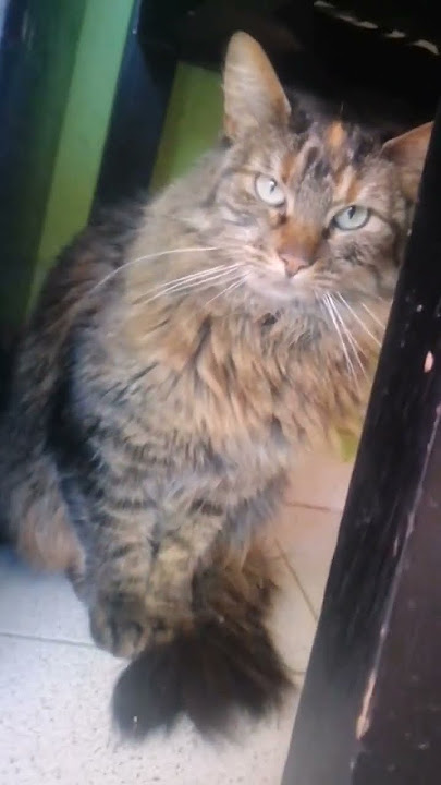 #cat #gatos #mundoanimal #michimania