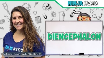 Diencephalon | Structure & Function