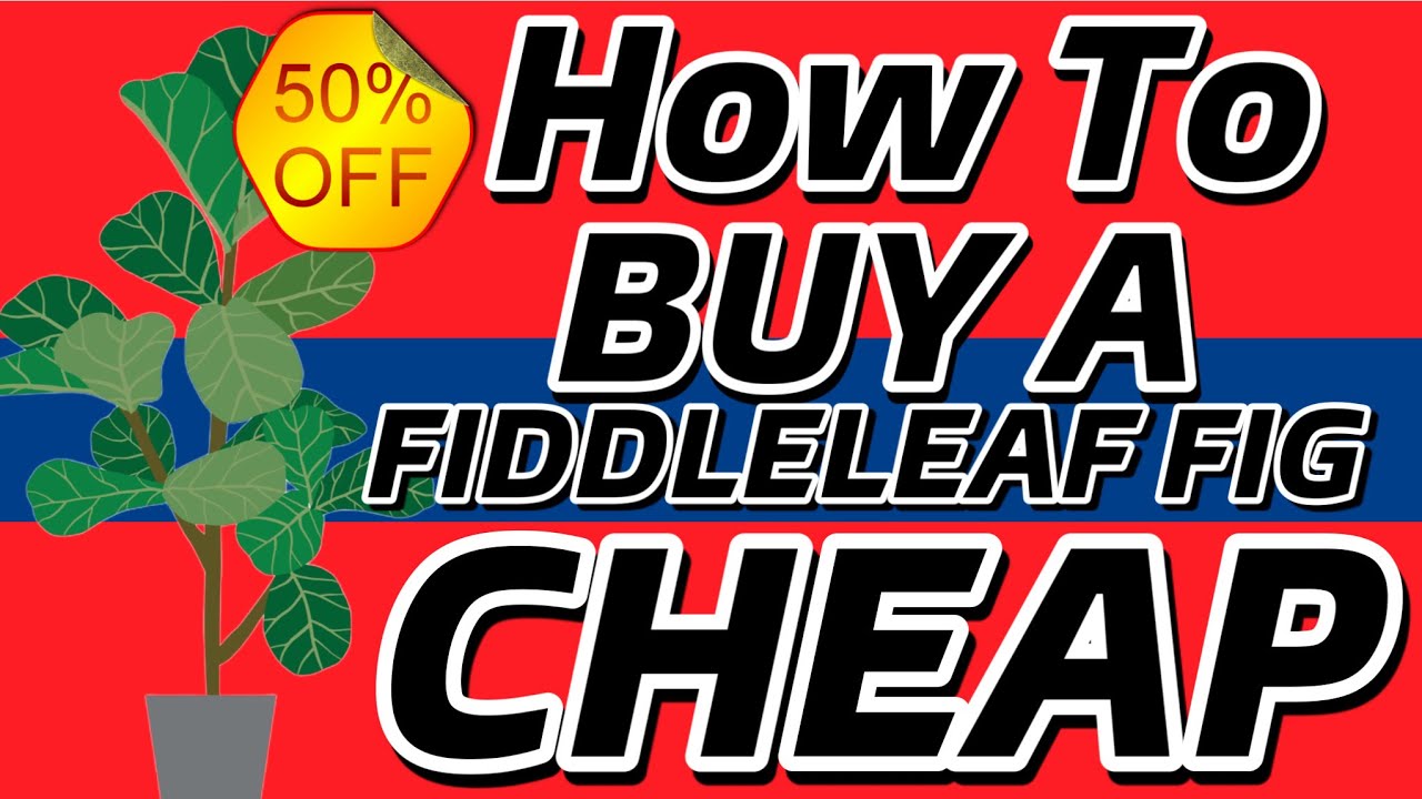 HOW TO BUY A FIDDLE LEAF FIG CHEAP SECRET ! YouTube