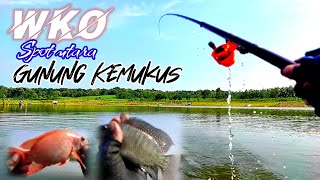 WKO TERBARU || Panen strike di spot gunung kemukus #fishing #umpanlumut #mancingnilaliar #wko