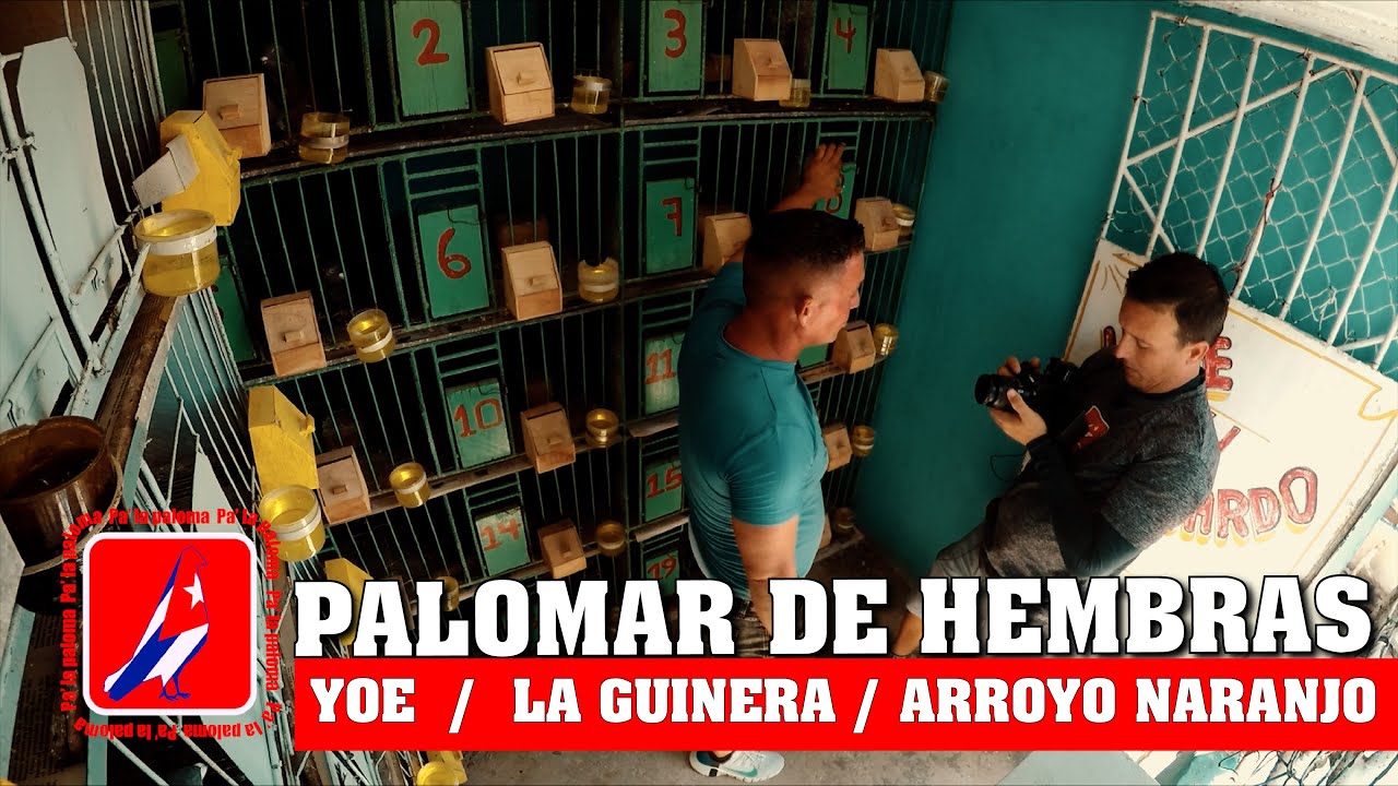 LAS PALOMAS HEMBRAS del YOE LA GUINERA