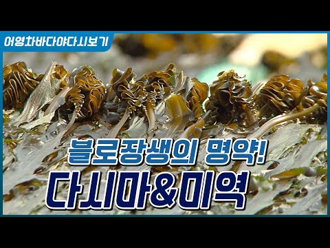 [썸네일작업-해산물]불로장생의 명약! 바다의 불로초 미역과 다시마
