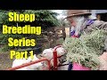 Sheep Breeding Series - Part 1: The Breeding and Feeding Timeline