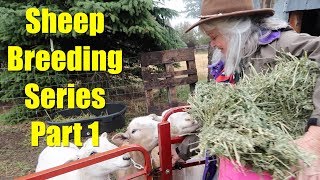 Sheep Breeding Series - Part 1: The Breeding and Feeding Timeline