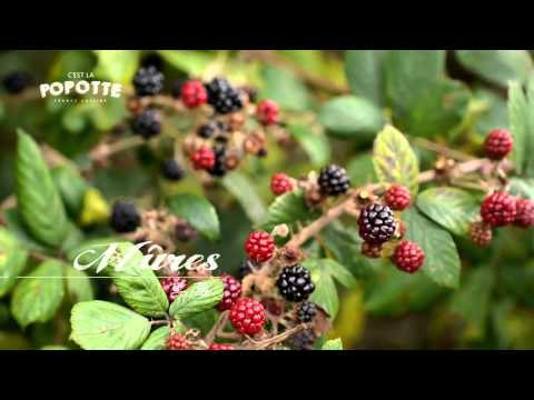 食材法文教學-黑莓 Mûres