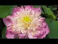 Peak of pink lotus lotus cultivation in kerala  frequent bloomer