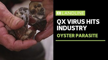 Oyster growers in fight for survival as QX virus cripples industry | ABC News