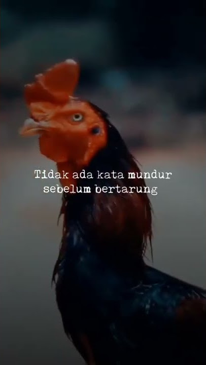 story wa ayam jago terbaru 2022 pantang mundur