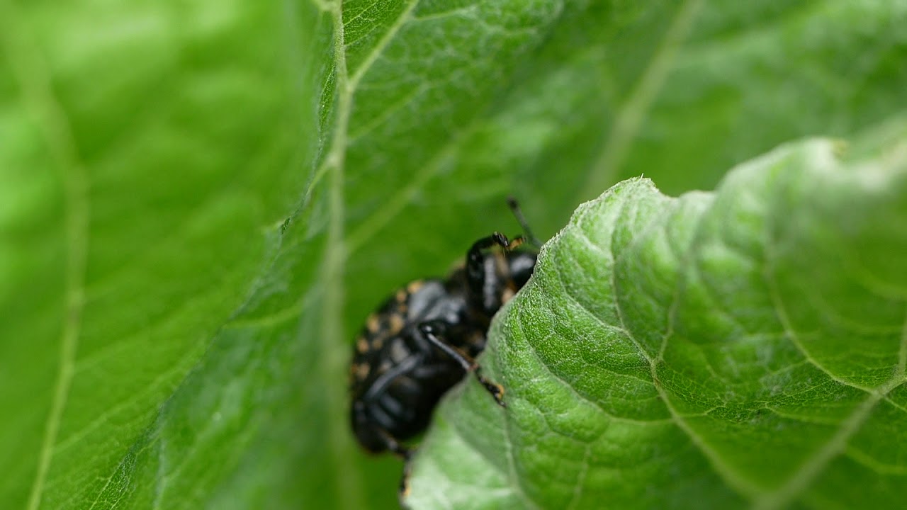 Hylobius abietis - Fichtenrüsselkäfer - large pine weevil