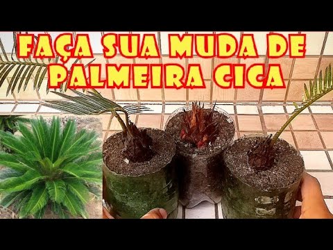 Vídeo: Transplante de palmeira de sagu - Aprenda quando e como replantar uma planta de palmeira de sagu