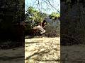 Tornado Kick That Breaks Defenses #taekwondo #mma #karate #shorts