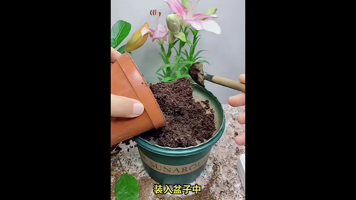 茉莉花如何一盆变多盆？￼现在正是扦插的季节，赶快剪几枝去尝试吧。￼ - 天天要闻