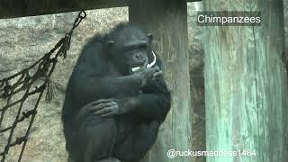 Chimpanzees Picture Slideshow