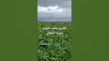 ‏"ولي حاجةٌ يا ربّ أنتَ عليمُها".... آيات من الذكر الحكيم..... #القارئ محمد الفقيه #اكسبلور #آيات