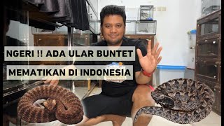 MENGENAL ULAR BUNTET MEMATIKAN DI INDONESIA