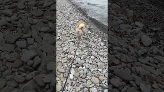 Lakeside walk ? dog akita ontario lake ontario puppy cute saturday weekend play viral