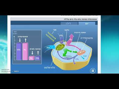 וִידֵאוֹ: כיצד מועברת אנרגיה בפוטוסינתזה ובנשימה תאית?