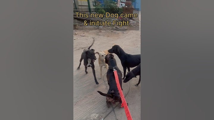 Stray Dog vs Pitbull Max.. 🐕Dog attack #pitbulldog #dog #attack #dogfight #serious #shorts