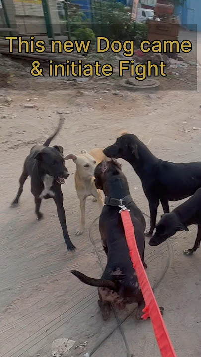 Stray Dog vs Pitbull Max.. 🐕Dog attack #pitbulldog #dog #attack #dogfight #serious #shorts