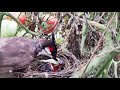 Bulbul feeding Tooth Bug to baby birds in nest ||| Bulbul feeding baby birds in nest day 3