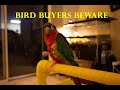 Bird Buyer Beware/ Mistakes in buying our Green cheek Conure