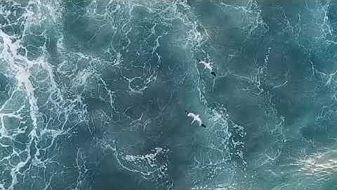 Day 1 of posting random nature videos until I reach 1M subscribers