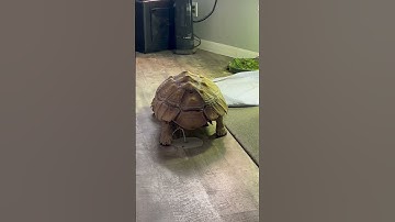 Thumbnail of Sulcata Tortoise Pee #sulcatatortoise #tortoise #pee #sulcata #dome #fyp #reptiles #bathroom #farm