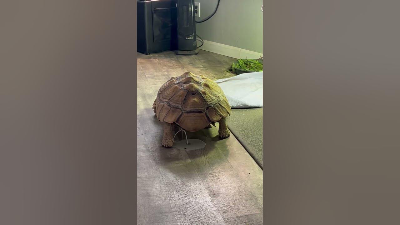Sulcata Tortoise Pee #sulcatatortoise #tortoise #pee #sulcata #dome #fyp #reptiles #bathroom #farm