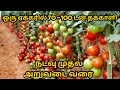 Tomato cultivation in tamil |தக்காளி சாகுபடி |7305739738 | Thakkaali saagubadi | JP Tamil Tv